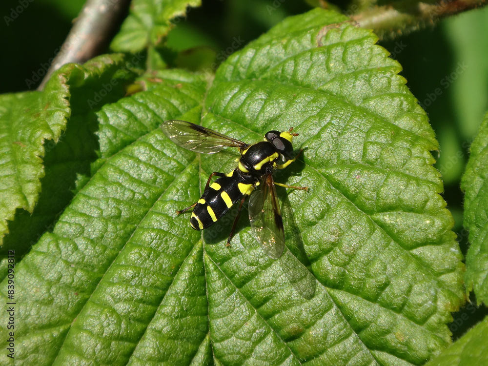 Superb ant-hill hover fly (Xanthogramma pedissequum), male resting on a bramble leaf Superb ant-hill hover fly (Xanthogramma pedissequum), male resting on a bramble leaf