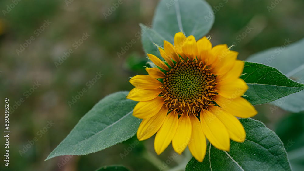 Close-up yellow sunflowers with a blurry background. Sunflower in the garden. Close-up yellow sunflowers with a blurry background. Sunflower in the garden.