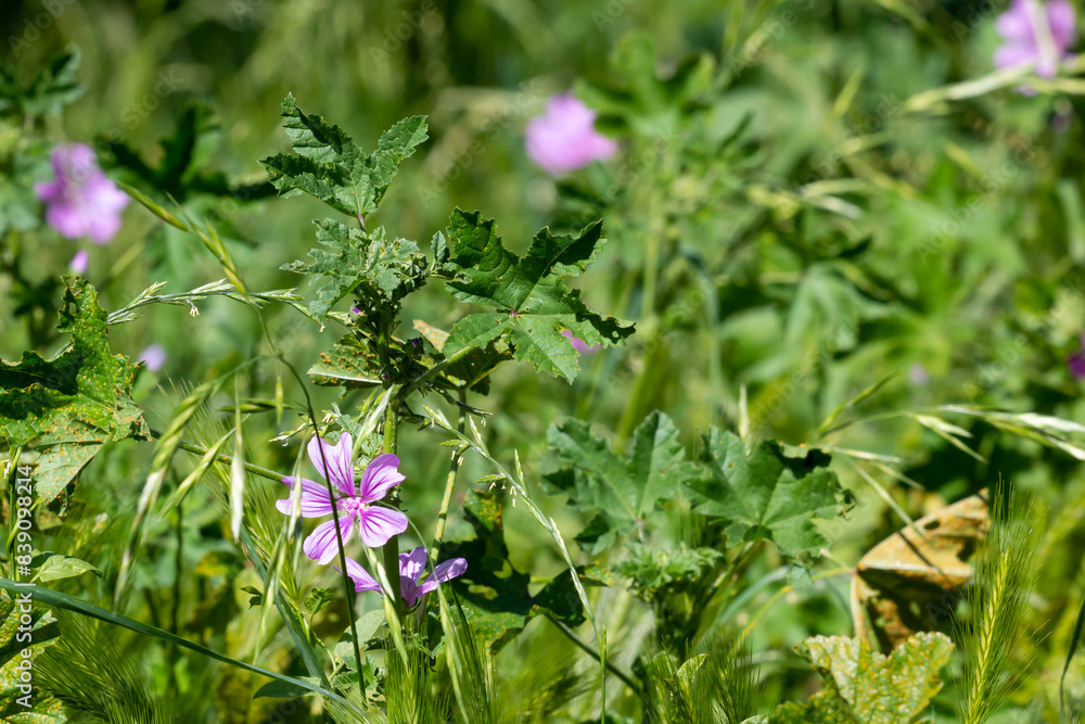 Blossoming Malva in Belgrade, Serbia Blossoming Malva in Belgrade, Serbia