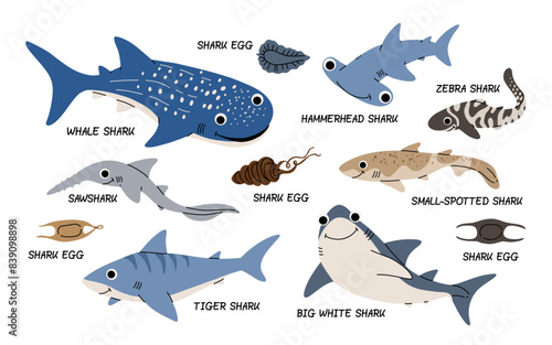 Vector color set of illustrations with different types of sharks on a white background. Flat illustration of sharks. Underwater world, ocean, underwater inhabitants.