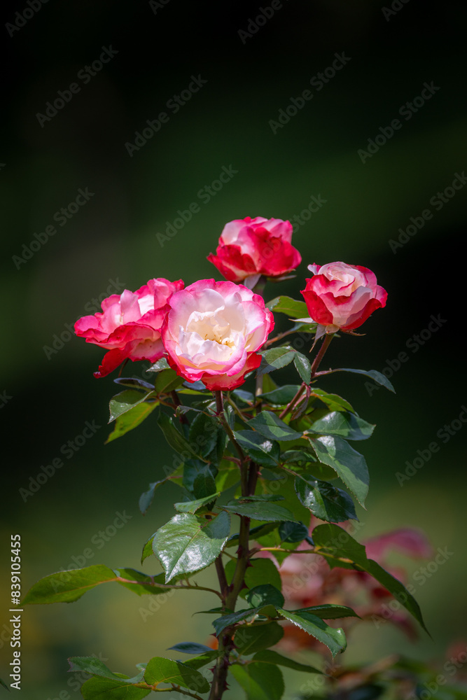 茨城フラワーパークの満開のバラ