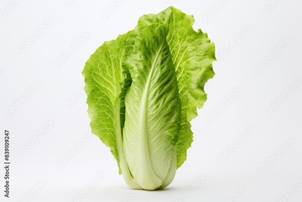 Lettuce vegetable produce plant. Lettuce vegetable produce plant.