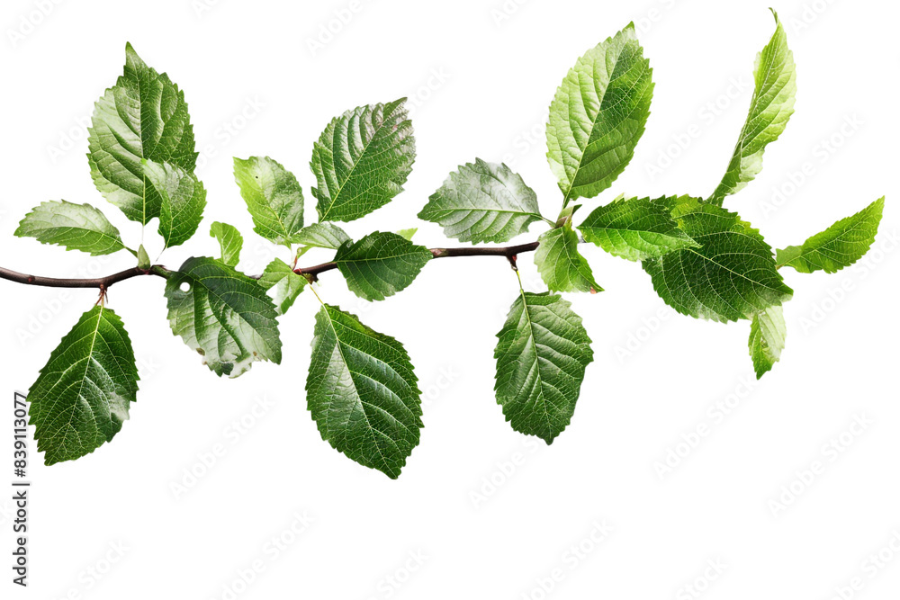 Leaves branch isolated on transparent background Leaves branch isolated on transparent background