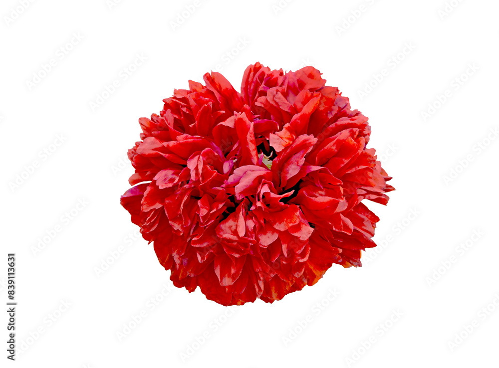 Big red poppy flower isolated, macro view Big red poppy flower isolated, macro view