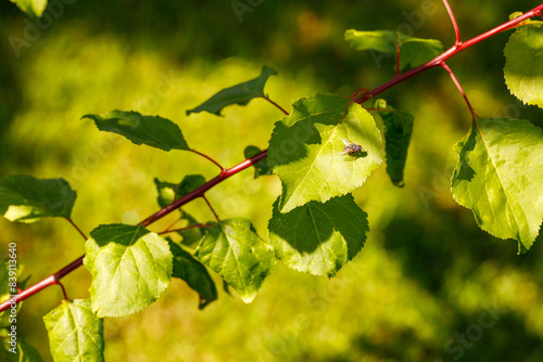 Fototapeta Naklejka Na Ścianę i Meble -  A fly resting on a leaf