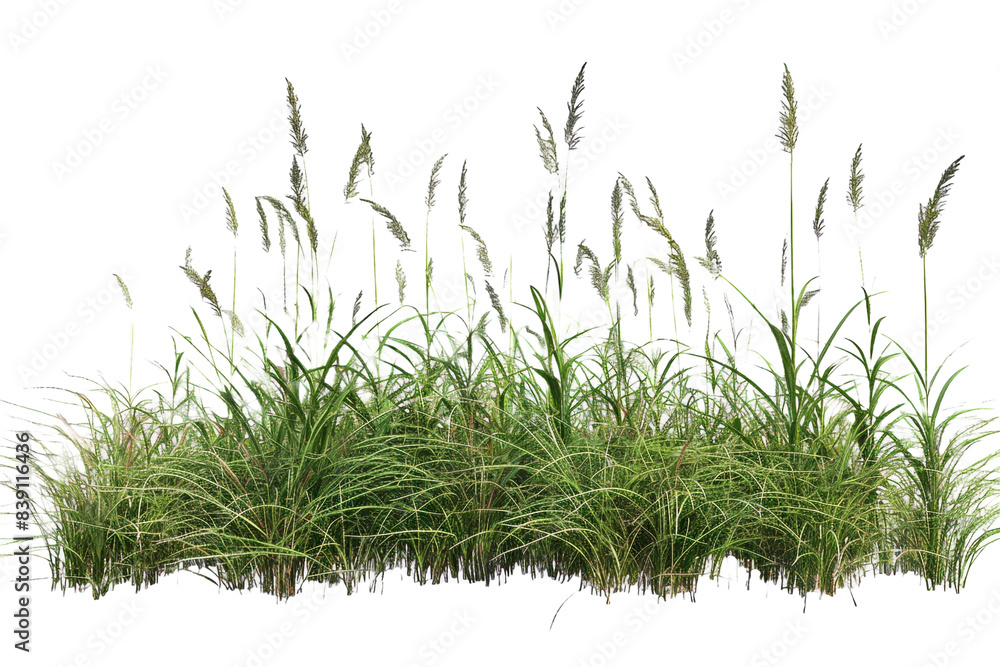 Obraz premium Meadow grass row prairie cutout transparent background