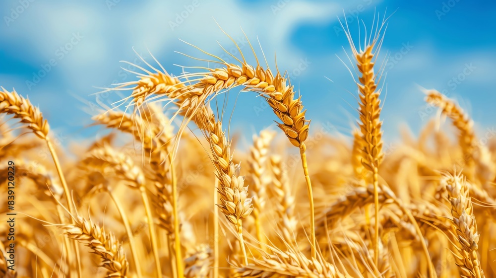 Golden wheat field under a clear blue sky. Close-up of ripe wheat heads swaying in the wind, perfect for agricultural and nature themes.