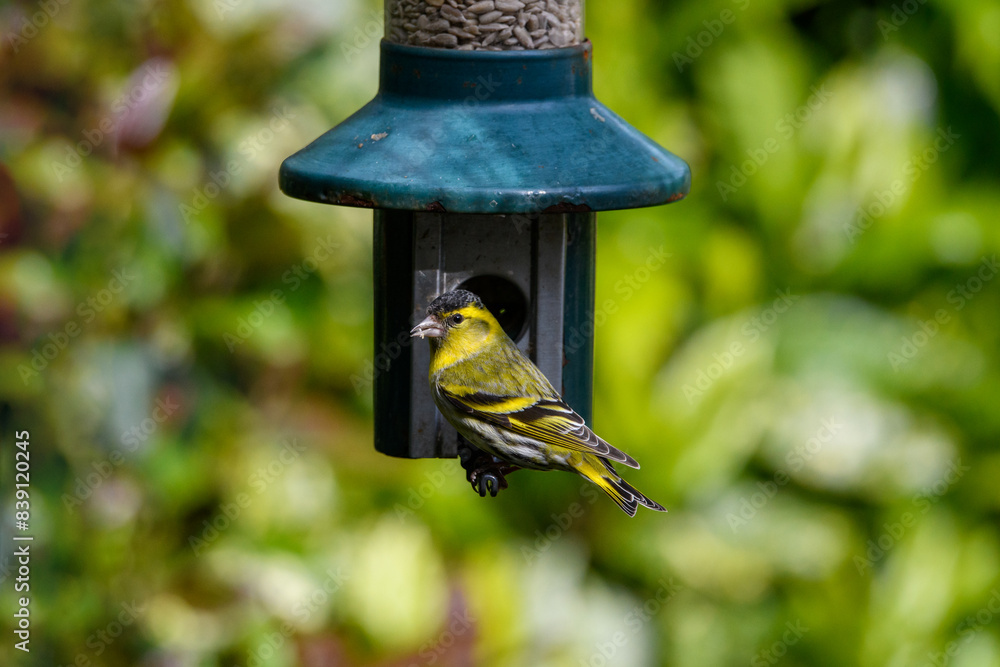 Naklejka premium Siskin feeding from a garden bird feeder. British garden bird. RSPB favourite.