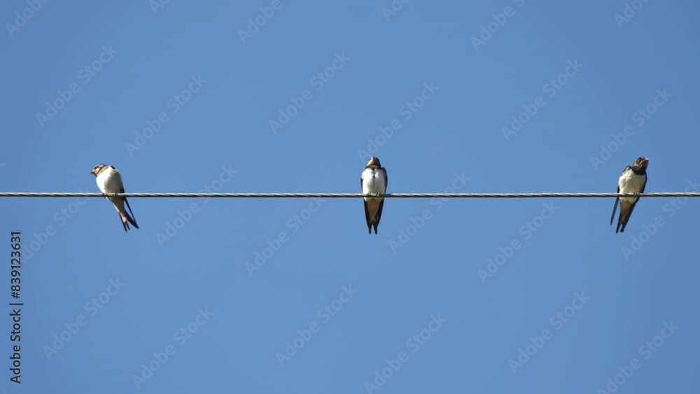 Village swallows sit on power lines in the summer. Village swallows sit on power lines in the summer.
