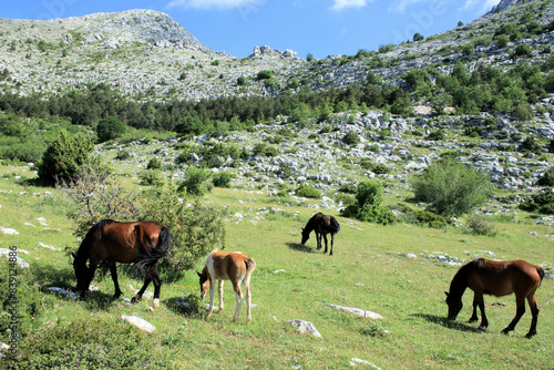 Photography wild horses in the National park Biokovo near Makarska, Croatia