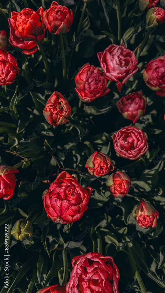 Close up buds of tulips .Hollands tulip bloom in an garden.Floral wallpaper banner Close up buds of tulips .Hollands tulip bloom in an garden.Floral wallpaper banner