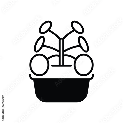 Chinese Money Plant vector icon