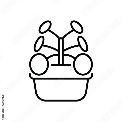 Chinese Money Plant vector icon