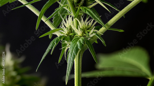 CBD pistils of flowering marijuana on black background