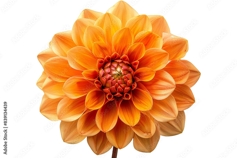 Orange flower isolated on transparent background Orange flower isolated on transparent background