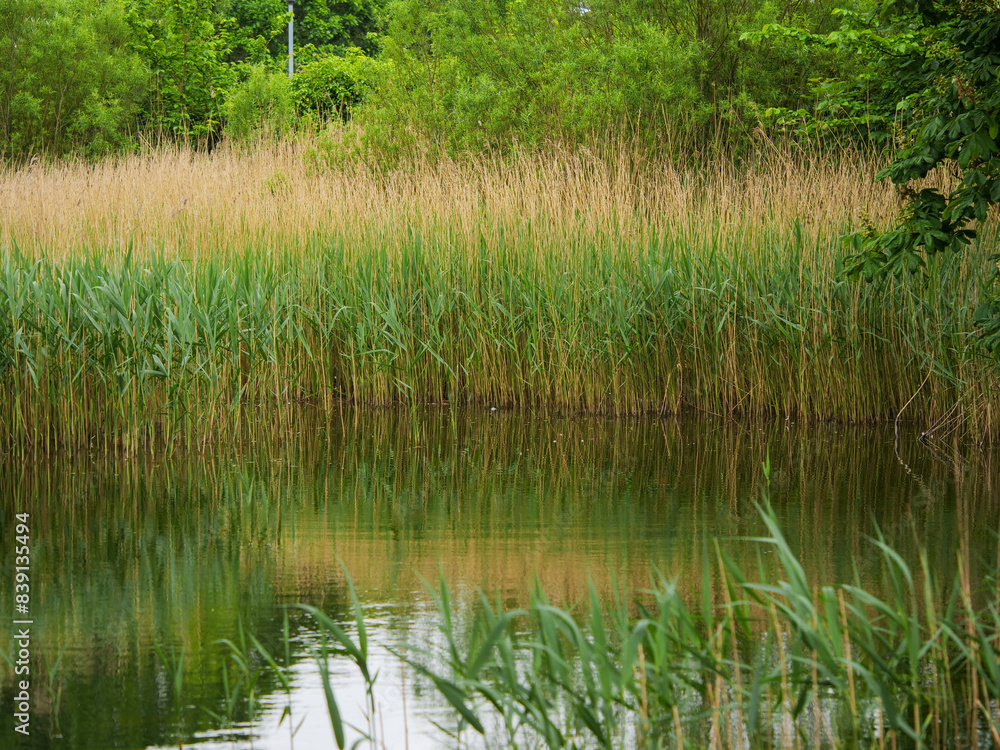 A pond with tall grass and trees in the background. The water is calm and still. The scene is peaceful and serene. Town park. A pond with tall grass and trees in the background. The water is calm and still. The scene is peaceful and serene. Town park.