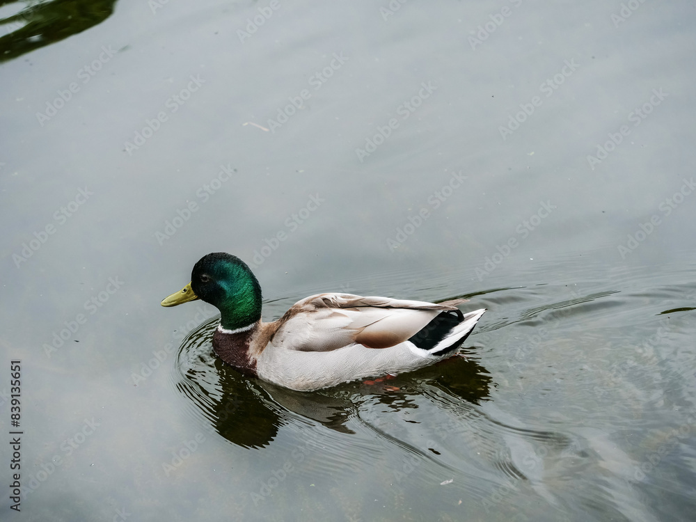 Obraz premium A duck is swimming in a pond. The water is calm and the duck is the only one in the scene. Nature moment.