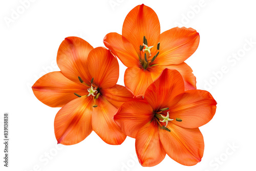 Orange flowers isolated on transparent background