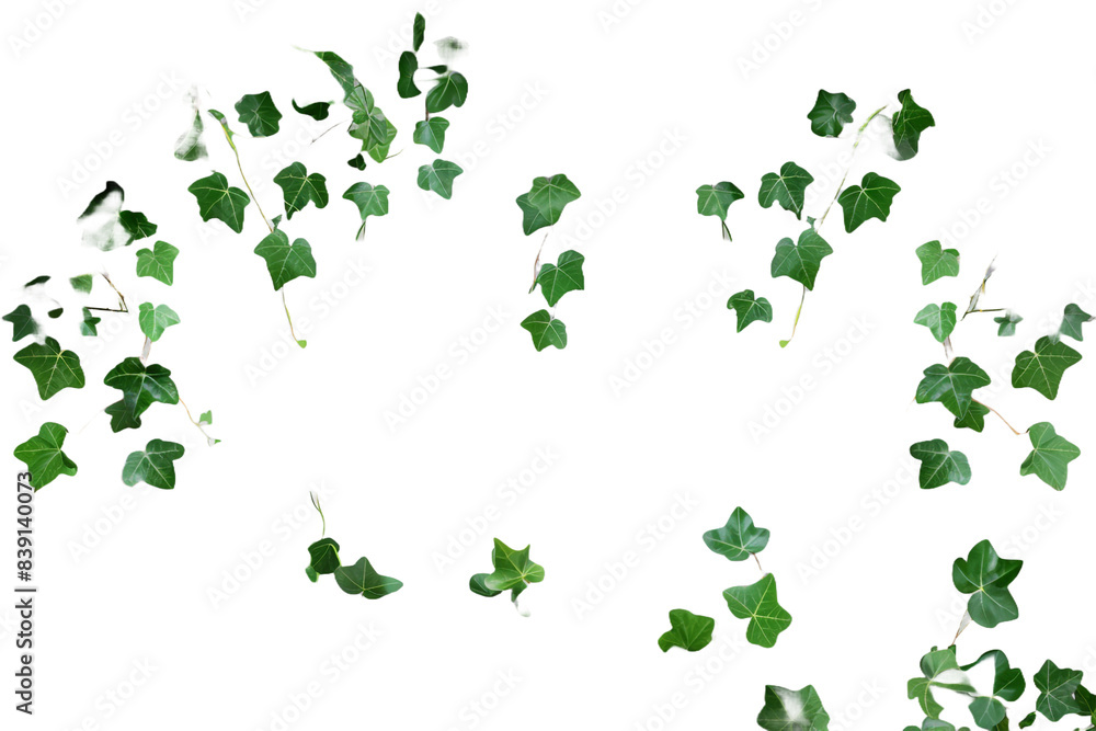 Leaves isolated on transparent background Leaves isolated on transparent background