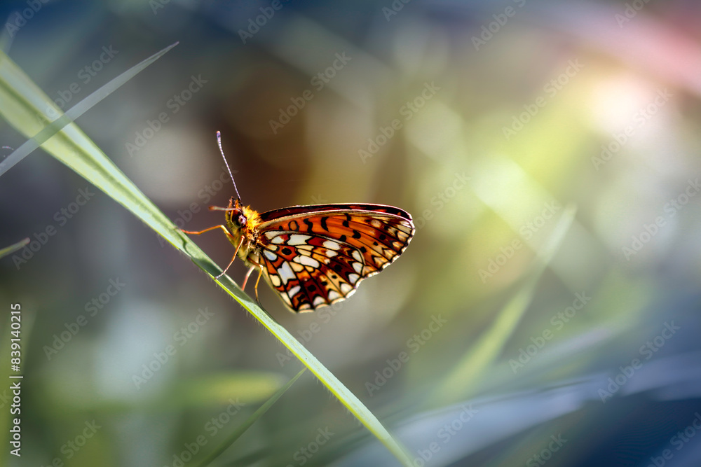 Przeplatka atalia