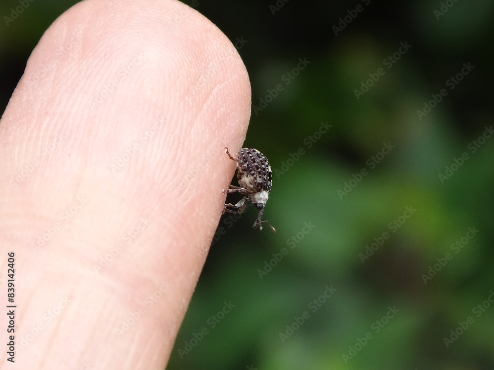Figwort weevil (Cionus scrophulariae) walking on a human finger Figwort weevil (Cionus scrophulariae) walking on a human finger