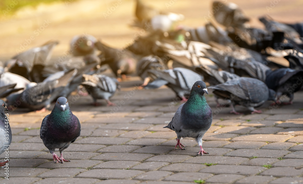 Pigeons stand on the city park. Close-up. Birds and nature concept Pigeons stand on the city park. Close-up. Birds and nature concept