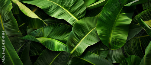 Luxuriant green banana leaves intertwine  forming a rich tapestry of vibrant flora.