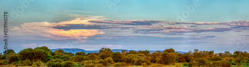 african landscape panorama at sunset  acacia trees