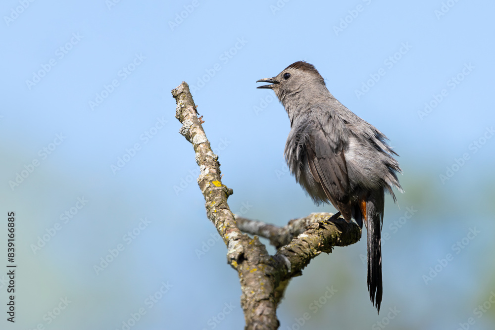 Catbird Under a Blue Sky Sings a Song Catbird Under a Blue Sky Sings a Song