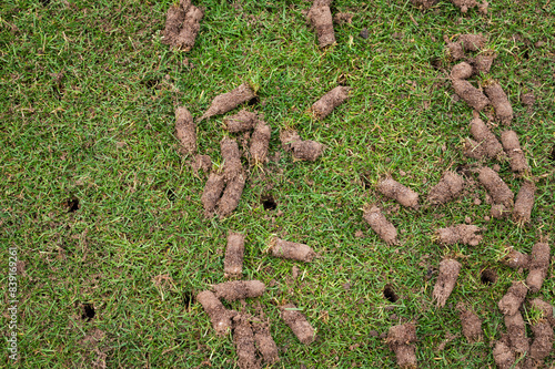 Obraz na płótnie Detail of soil rolls on the lawn after aeration with empty pins w salonie