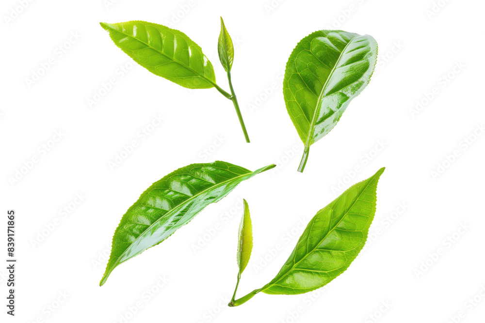 Green tea leaves isolated on white background Green tea leaves isolated on white background