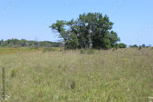 Oak trees in the middle of a savanna at Illinois Beach State Park in Zion photo