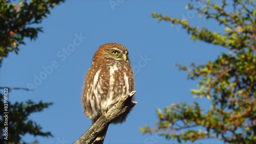 Austral Pygmy-Owl (Glaucidium nana) sitting on a brunch with blue sky behind, Patagonia, slow motion. High quality FullHD footage photo