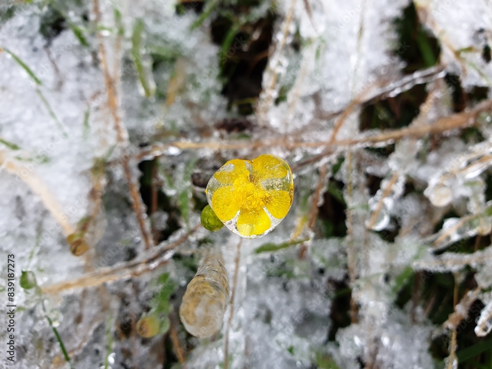 yellow flower in ice and snow