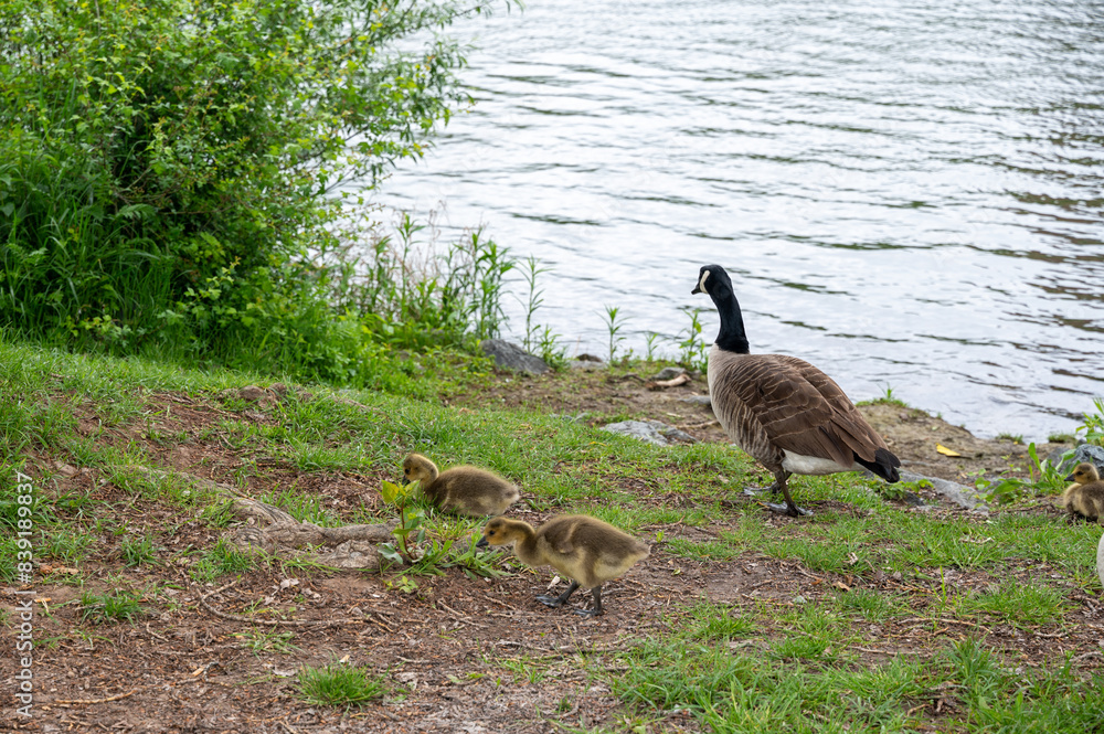 Wild Goose with chicks in green nature on a river Wild Goose with chicks in green nature on a river