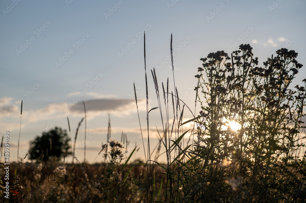 Obraz premium Plants in the light of the evening sun