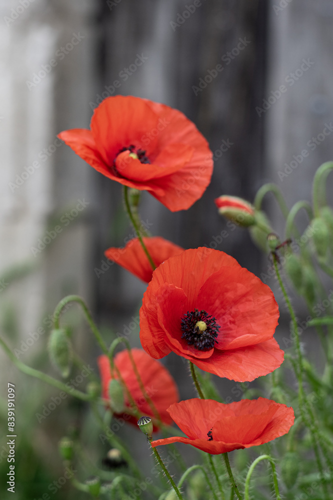 Obraz premium Les Coquelicots