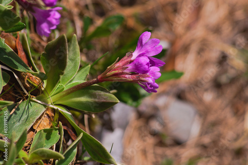 Primula glaucescens commonly known as Glaucous primrose photo