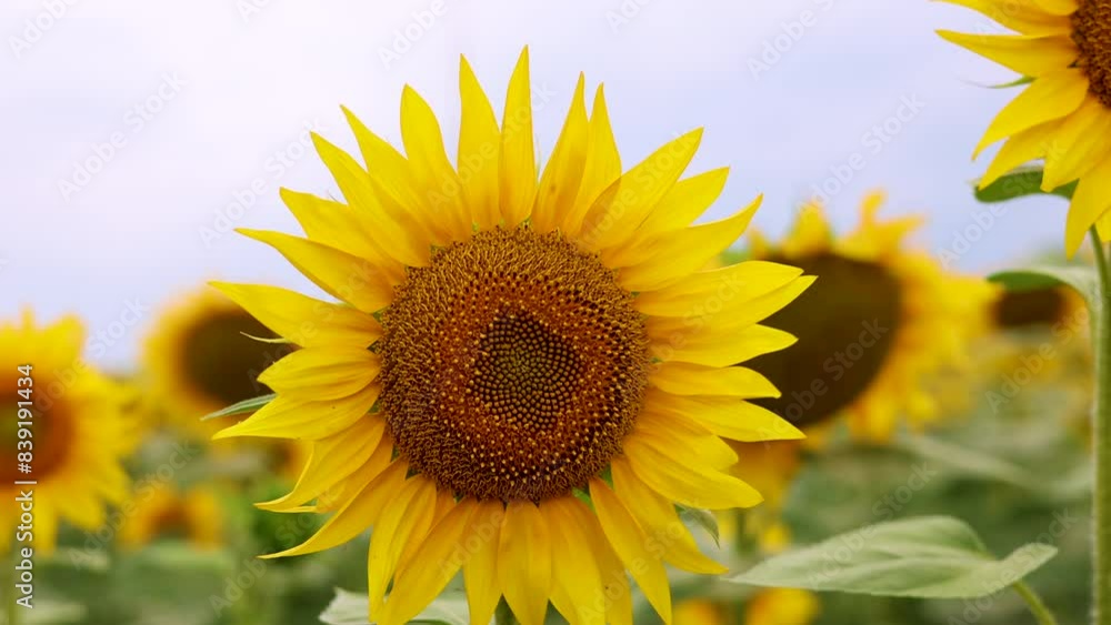 sunflowers field with many plants in row.golden yellow flowers turned with back to camera.cloudy sky summer day. sunflowers field with many plants in row.golden yellow flowers turned with back to camera.cloudy sky summer day.