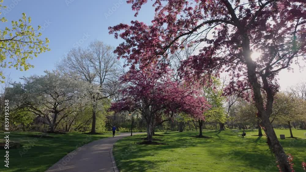Blooming red plum tree in spring on sunset time whit sunlight on public park Blooming red plum tree in spring on sunset time whit sunlight on public park