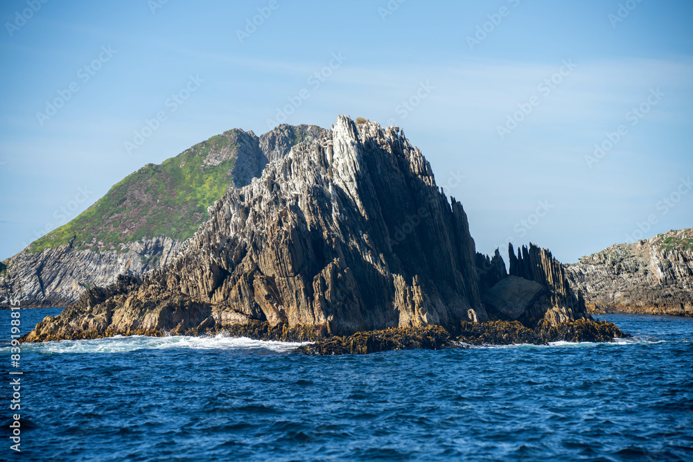 Bull kelp seaweed growing on rocks around a island in the open ocean in australia. Edible sea weed ready to harvest in the ocean Bull kelp seaweed growing on rocks around a island in the open ocean in australia. Edible sea weed ready to harvest in the ocean