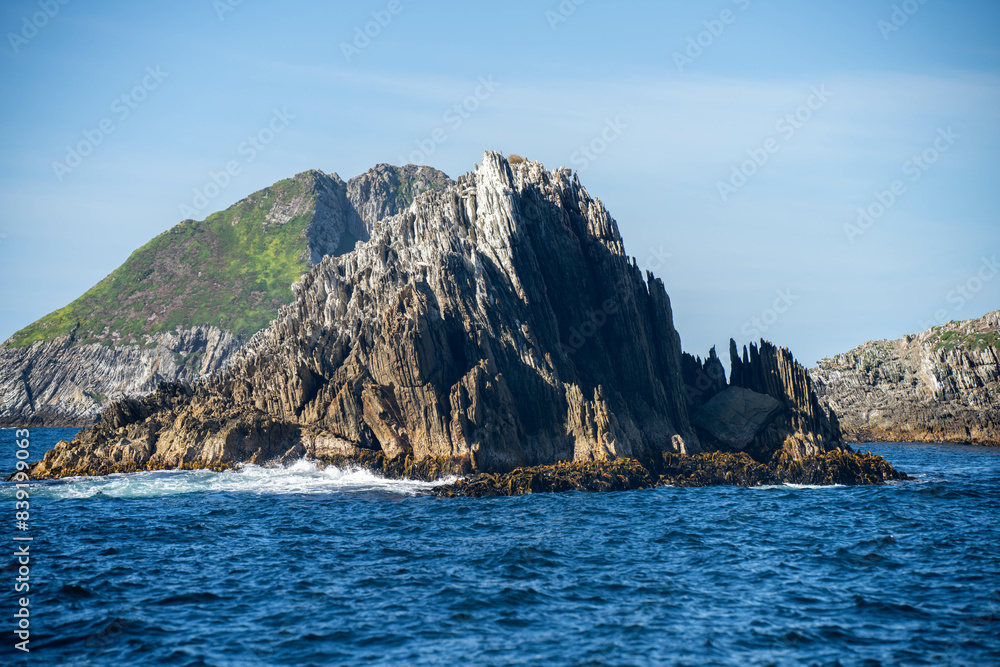 Naklejka premium Bull kelp seaweed growing on rocks around a island in the open ocean in australia. Edible sea weed ready to harvest in the ocean