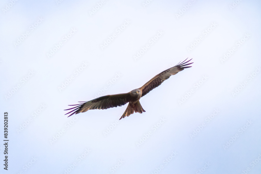 Fototapeta premium flying red kite, milvus milvus, on the cloudy sky at a spring morning is looking for food