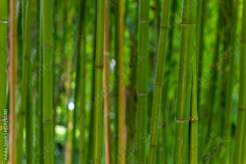 row of green bamboo plants with brown tips