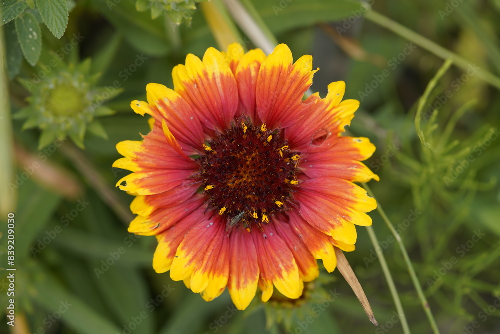 Gaillardia aristata is a North American species of flowering plant in the sunflower family, known by the common names common blanketflower and common gaillardia. Berggarten – Hanover, Germany. Gaillardia aristata is a North American species of flowering plant in the sunflower family, known by the common names common blanketflower and common gaillardia. Berggarten – Hanover, Germany.