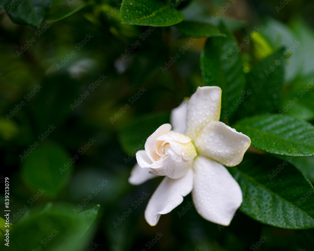 くちなし 甘い香りの真っ白い美しい花 花言葉は、喜びを運ぶです。 くちなし 甘い香りの真っ白い美しい花 花言葉は、喜びを運ぶです。