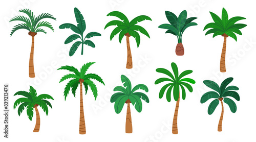 Palm trees. Cartoon summer season botanical tropical green plant. Exotic decorative Brazil and Hawaii subtropical beach tree. Foliage and floral elements. Vector collection