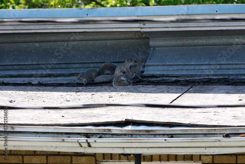 Des bébés écureuils vivent sur le toit d'une maison