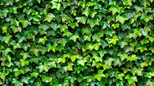 Wallpaper Mural a seamless texture featuring a lush green ivy wall background, showcasing an abundance of vibrant green leaves cascading down the garden wall for a natural and organic feel. SEAMLESS PATTERN Torontodigital.ca