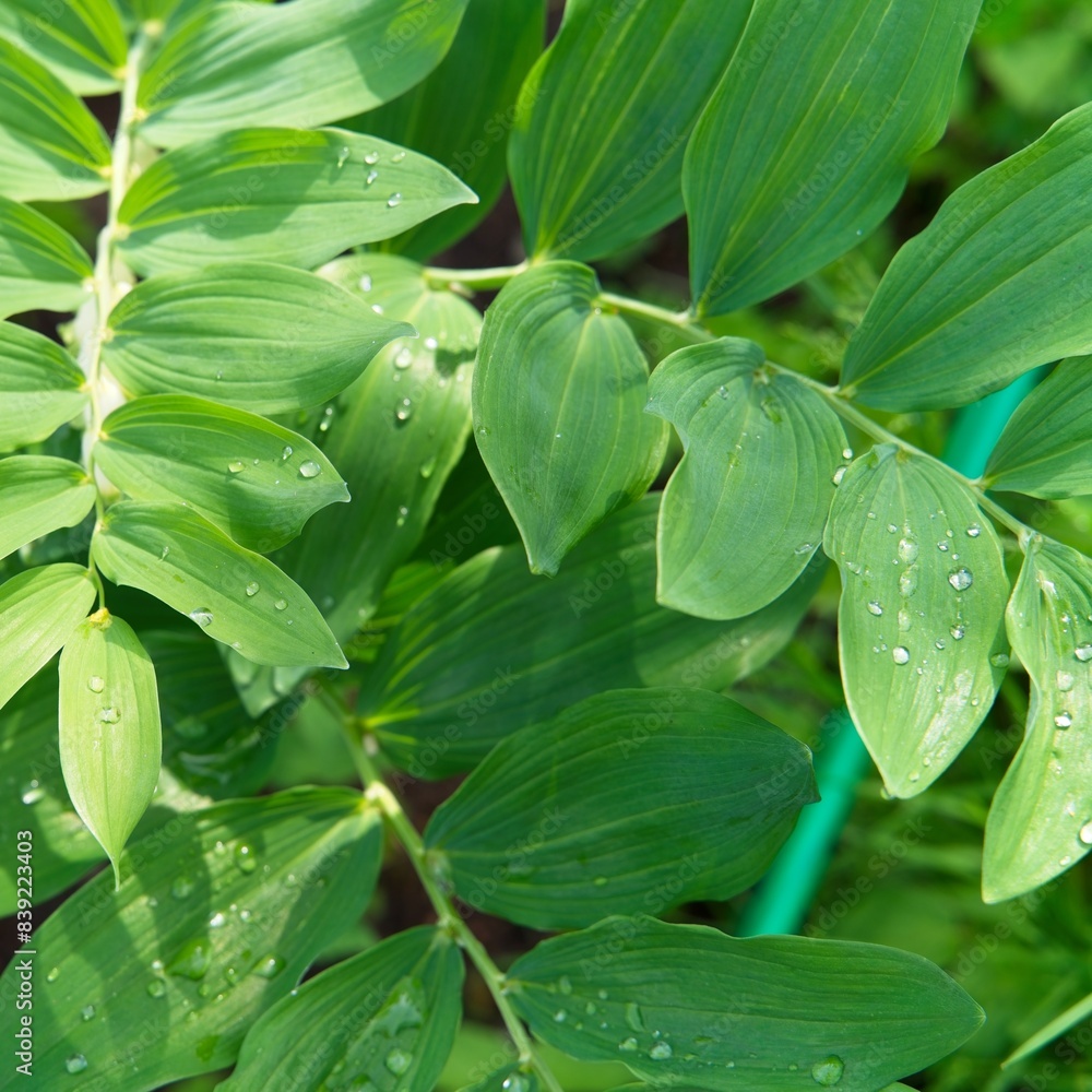 Obraz premium Close-up of garden lily of the valley leaves with water drops after rain. 